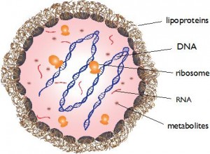 Micoplasma