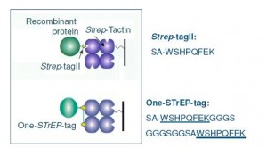 Strep-Tag